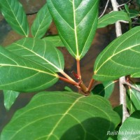 Ficus racemosa L.
